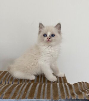 Ragdoll bez pp - 3