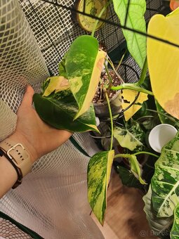 Monstera aurea - 3