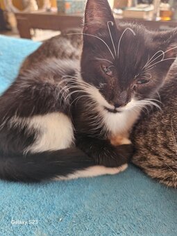 Darujem mačiatka - 3