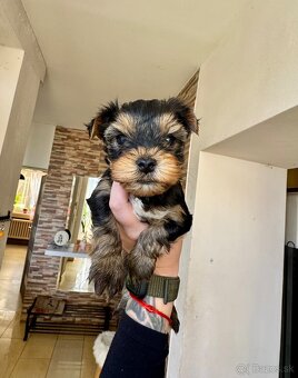 Yorkshire terrier - 3