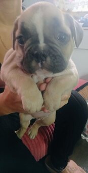 Francúzsky buldoček - 3