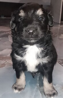 Predám šteniatka mix Labrador a Sibírsky husky - 3