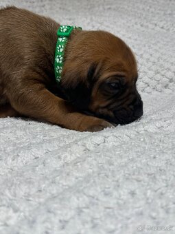 Rhodesian Ridgeback s preukazom pôvodu - 3