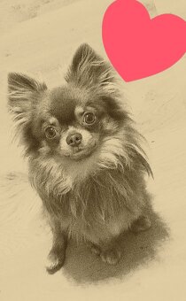 Ponúkam na krytie - 3