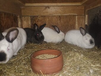 Kalifornský hyla - 3