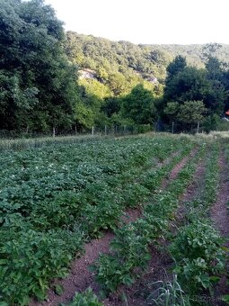 Konzumné zemiaky - 3