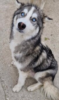 Steniatka husky - 3