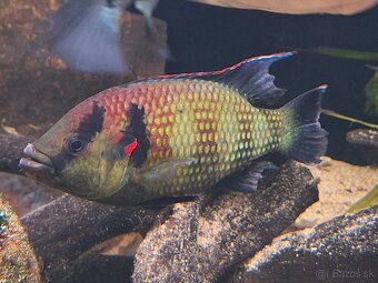 Predam Hemichromis elongatus Minna Niger F1 - 3
