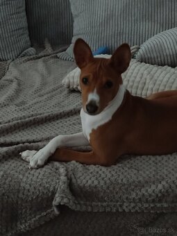 šteniatko basenji - 3