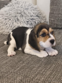 Beagle, bígel, bígl - 3