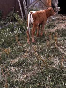 Predám jalovičku charolais - 3