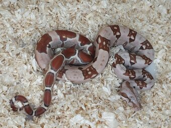 Boa imperator - VPI T+ Albino het Blood, Normal DH VPI Blood - 3