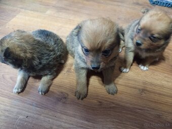 Predám 3 psoch - 3