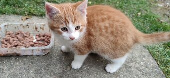 Darujem mačiatka - 3