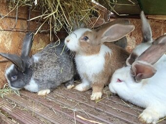 Mix králiky - 3