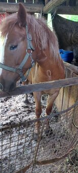 Kupim kona,kobylu - 3