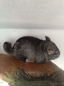 Činčila s klietkou - 3