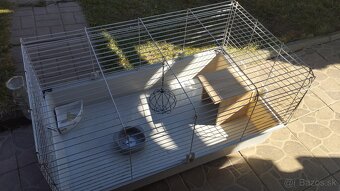 Kvočka araukana,araukany - 3