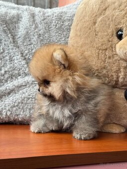 Pomeranian mini - 3