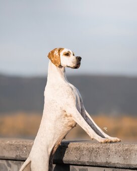 Anglický pointer s PP - 3