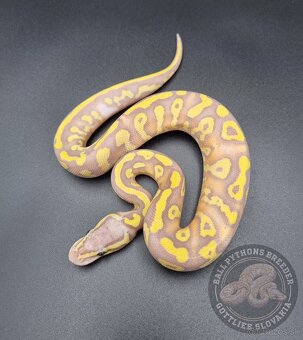 Ball Python- Python Regius - 3