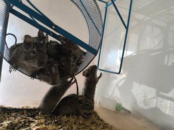 Osmak Degu - 3
