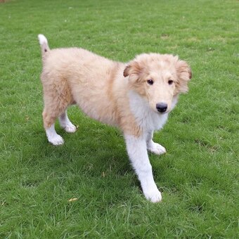 Kólia dlhosrstá s PP - 3