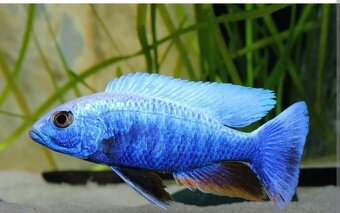 Predám Sciaenochromis fryeri a Lab. Yellow - 3