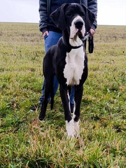 Nemecka doga štěně - 3