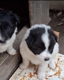 Šteniatka Border Kólia - 3