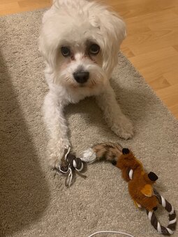 Maltezak hlada lasku (na krytie) - 3