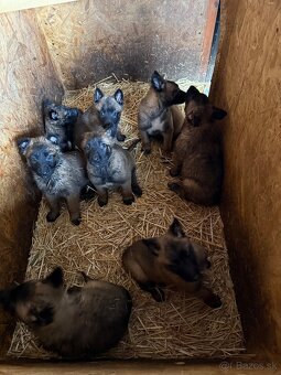 Belgický ovčiak bez PP - 3