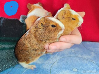 Morské prasiatka, morča, morčatá 🐹 - 3