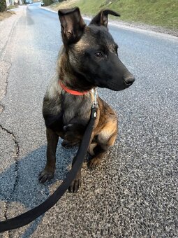 Belgický ovčiak Malinois - 3