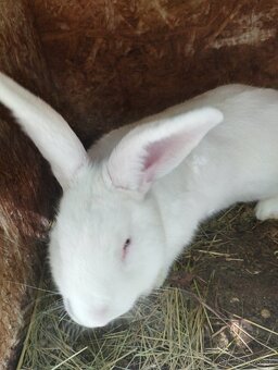 Pripustene samice - 3