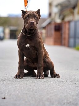 Bandog - 3