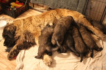 Leonberger - štěňata s PP - 3