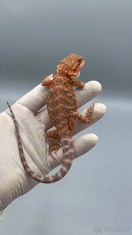Agama bradata / pogona vitticeps - 3