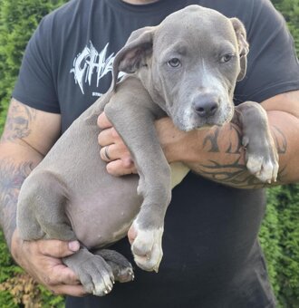 American bully xl - 3