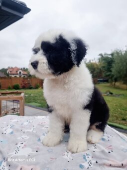 Senojo anglų aviganio bobteilas - 2 laisvi berniukai - 3