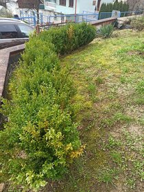 Predám kríky krušpánu vždyzeleného - 3