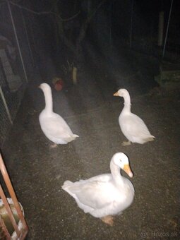 Slovenská biela hus - 3