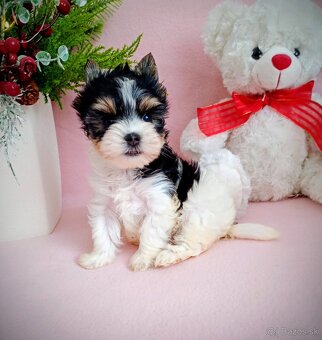 Yorkshir teriér biewer mini fenočka - 3