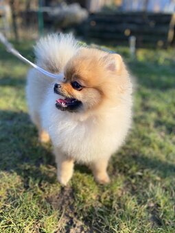 Pomeranian Fci s PP - 3