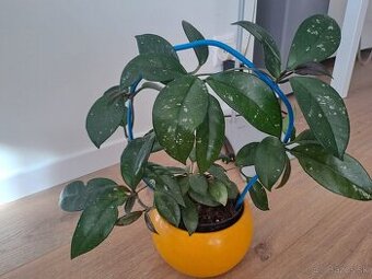 Hoya carnosa, hoja - voskovka - 3