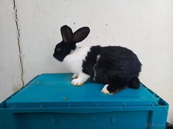 Šarišský Obrovitý x Belgický obor - 3