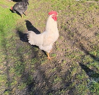 Predám kohútiky - 3