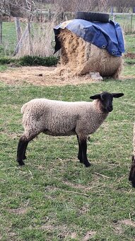 Predám 2 jahnicky - 3