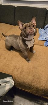 American bully exotic - 3
