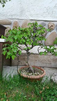 bonsai,bonsaj-hrab 2 - 3